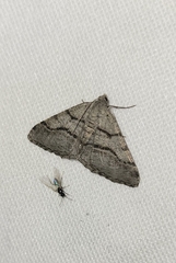 Digrammia continuata