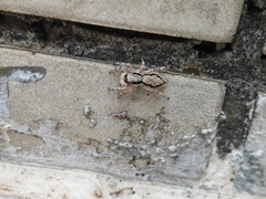 Menemerus bivittatus