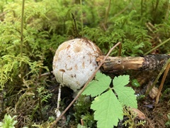 Hypomyces hyalinus
