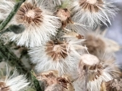 Erigeron bonariensis