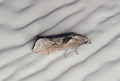 Pelochrista similiana