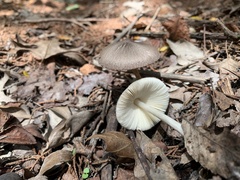 Bolbitius