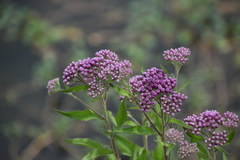 Pluchea odorata odorata