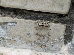 Menemerus bivittatus