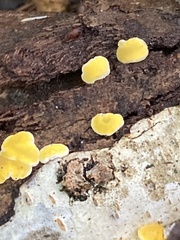 Lachnellula