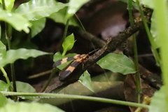 Calopteron