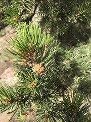 Pinus edulis