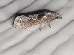 Pelochrista similiana