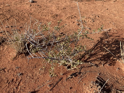 Image of Eremophila maculata by (c) Thomas Mesaglio, some rights reserved (CC BY)