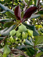 Barringtonia asiatica
