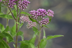 Pluchea odorata odorata