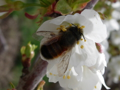 Osmia