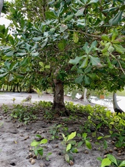 Barringtonia asiatica