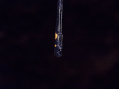 Nososticta impercepta