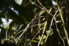 Iole propinqua innectens