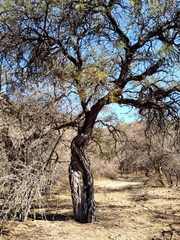 Prosopis chilensis