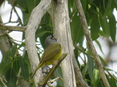 Geothlypis tolmiei