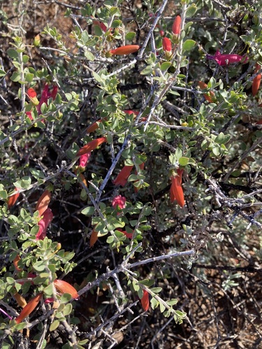 Eremophila maculata