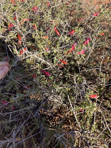 Eremophila maculata