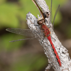 Sympetrum obtrusum