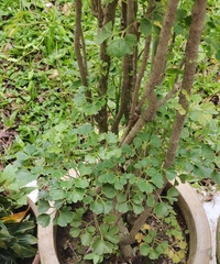 Polyscias guilfoylei