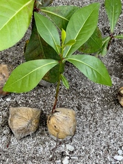 Barringtonia asiatica