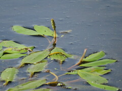 Potamogeton natans