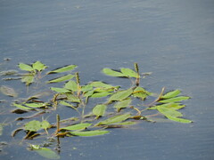 Potamogeton natans