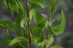 Pluchea odorata odorata