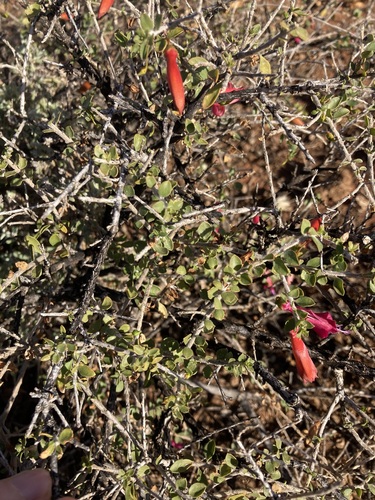 Eremophila maculata