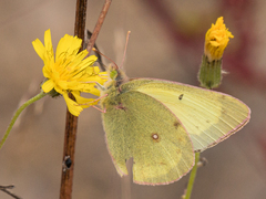 Colias philodice