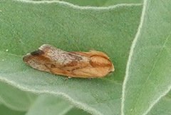 Ponometia exigua