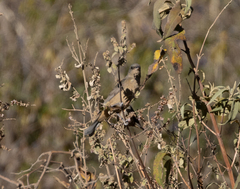 Rauenia bonariensis