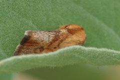 Ponometia exigua