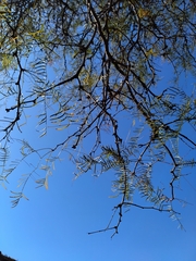Prosopis chilensis