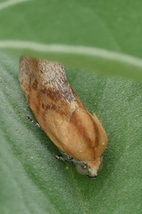 Ponometia exigua