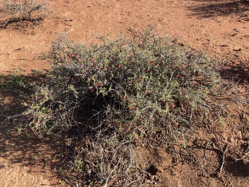 Eremophila maculata