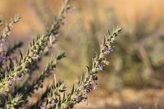 Trichostema lanceolatum