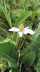 Anemopsis californica