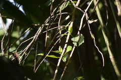 Iole propinqua innectens