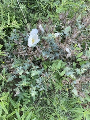 Argemone albiflora