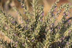 Trichostema lanceolatum