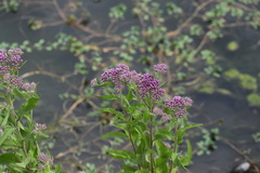 Pluchea odorata odorata