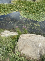 Pluchea odorata odorata