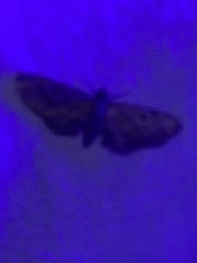 Eupithecia absinthiata