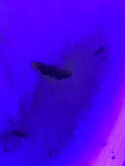 Eupithecia absinthiata