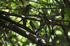 Pycnonotus finlaysoni