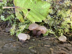 Leotiomycetes
