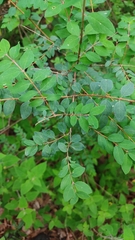 Symphoricarpos microphyllus
