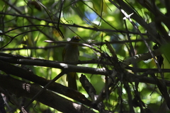 Pycnonotus finlaysoni